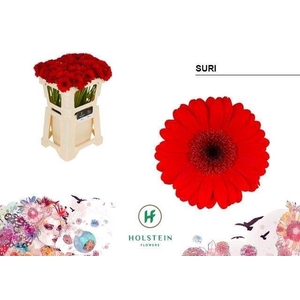 GERBERA MI 'SURI'