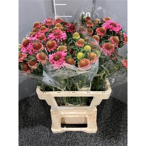 Scabiosa Candy