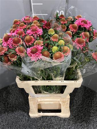 <h4>Scabiosa Marshmallow</h4>