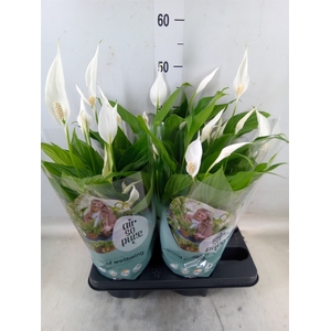 Spathiphyllum  'Pearl Cupido'