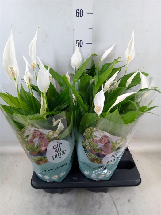 <h4>Spathiphyllum  'Pearl Cupido'</h4>