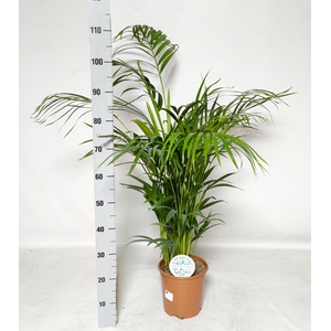 DYPSIS LUTESCENS