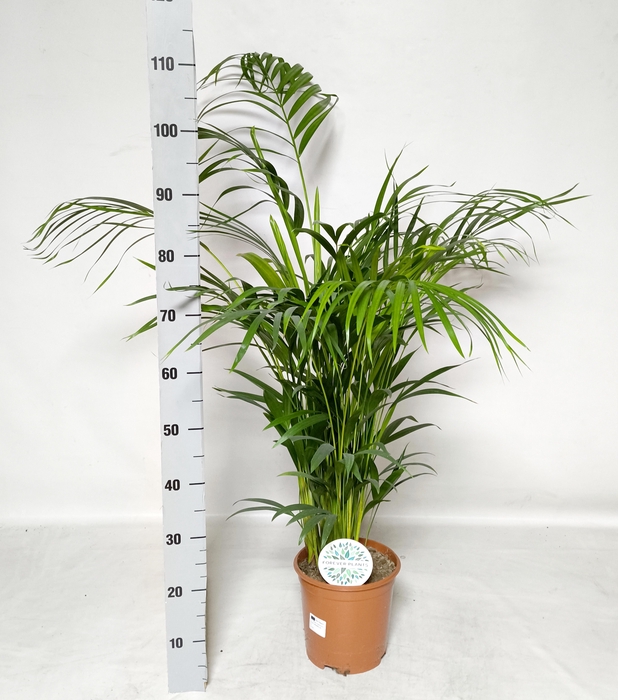 <h4>DYPSIS LUTESCENS</h4>