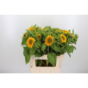 Helianthus Teddy Bear