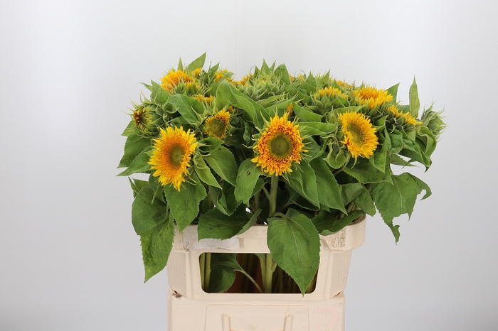 <h4>Helianthus Teddy Bear</h4>