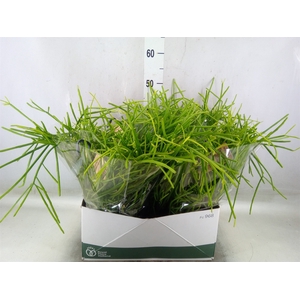 Rhipsalis   ...