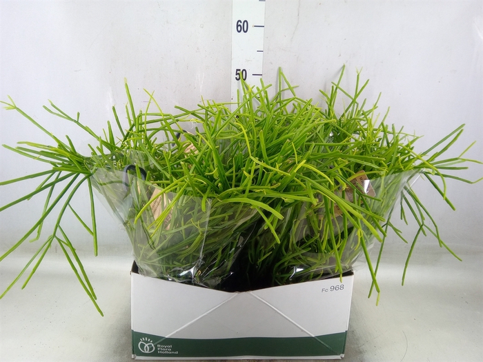<h4>Rhipsalis   ...</h4>
