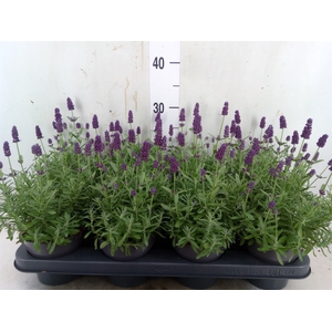 Lavandula angus. 'Hidcote'