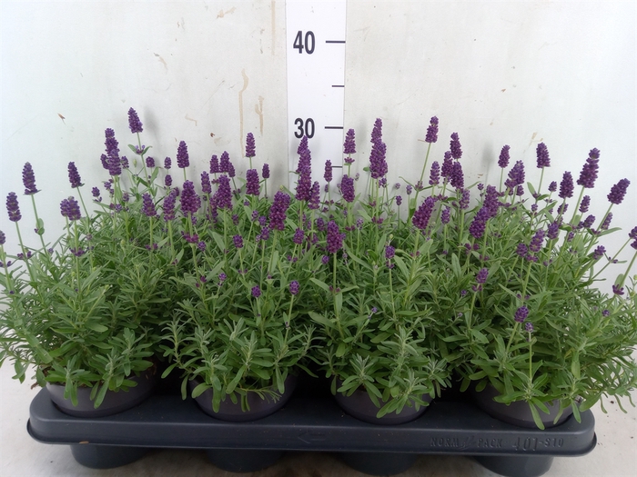 <h4>Lavandula angus. 'Hidcote'</h4>