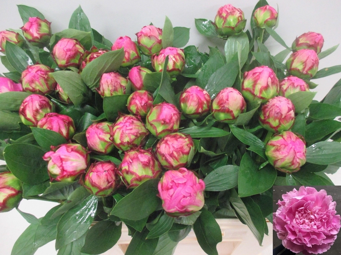 <h4>PAEO L ALEX FLEMING</h4>