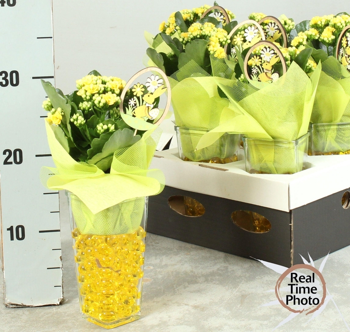 <h4>ARR KAMERPL</h4>