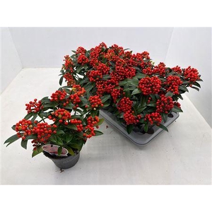 Skimmia Red Star 10+ Tros