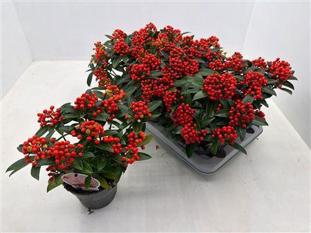 <h4>Skimmia Red Star 10+ Tros</h4>