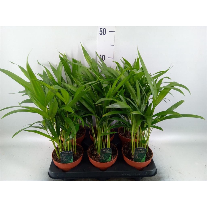 <h4>Dypsis lutescens   ...Chrysalidoca</h4>