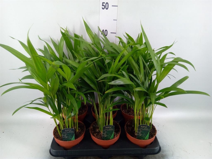 Dypsis lutescens   ...Chrysalidoca