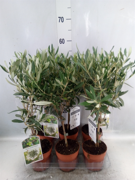 <h4>Olea europaea</h4>