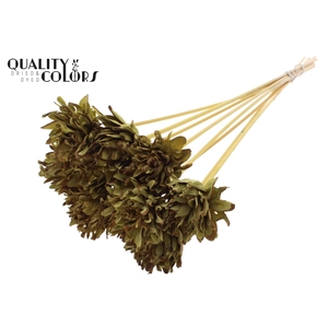 Shola Slice Pine 6cm on stem Olive