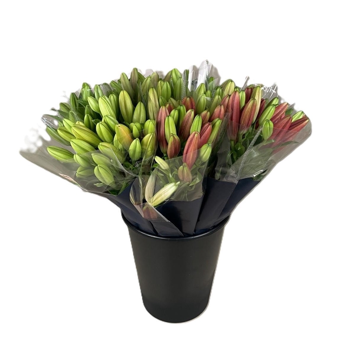 <h4>Bq Mono Lilium mix</h4>