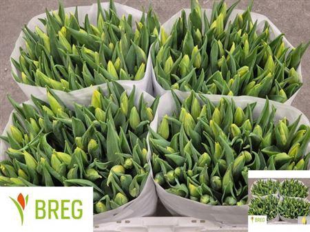 <h4>Tu En Strong Gold</h4>