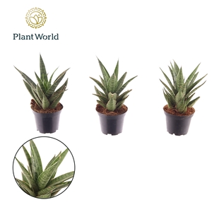 Sansevieria Sem 7 cm