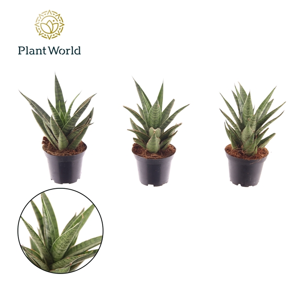<h4>Sansevieria Sem 7 cm</h4>