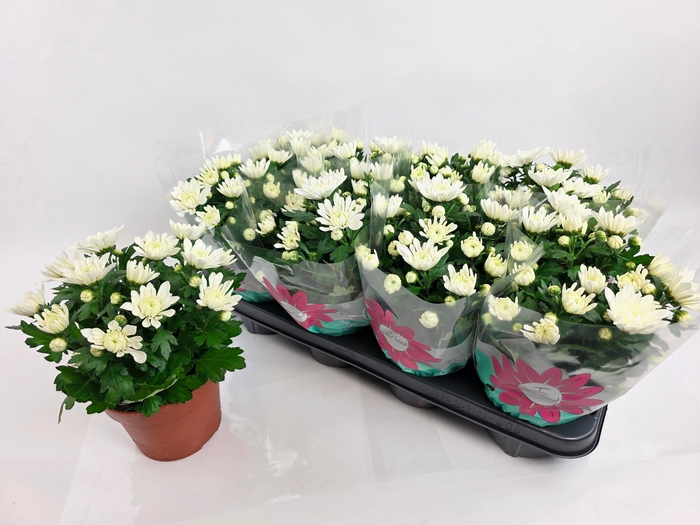 <h4>CHRYS CHR WHITE</h4>