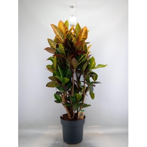 Codiaeum var. GR 'Petra'