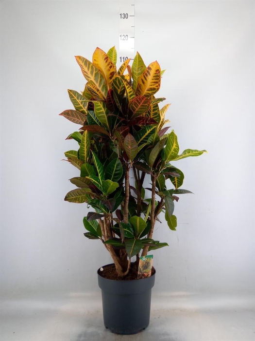 <h4>Codiaeum var. GR 'Petra'</h4>
