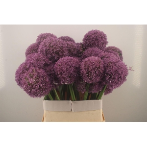 Allium Grootbloemig