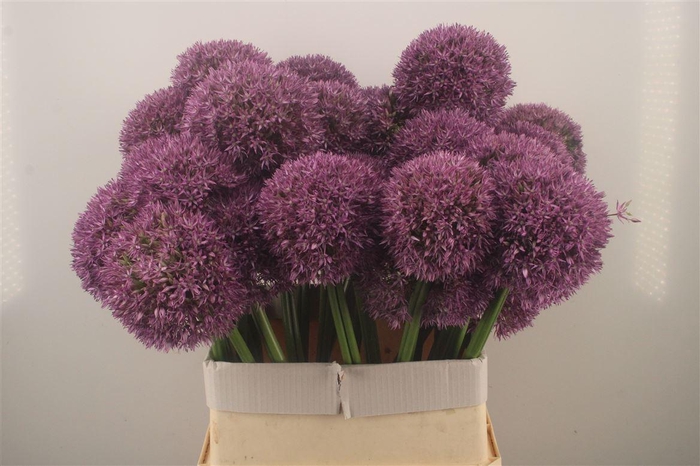 <h4>Allium Grootbloemig</h4>