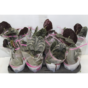 ALOCASIA CUPREA P12