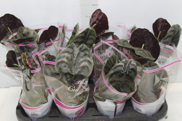 <h4>ALOCASIA CUPREA P12</h4>