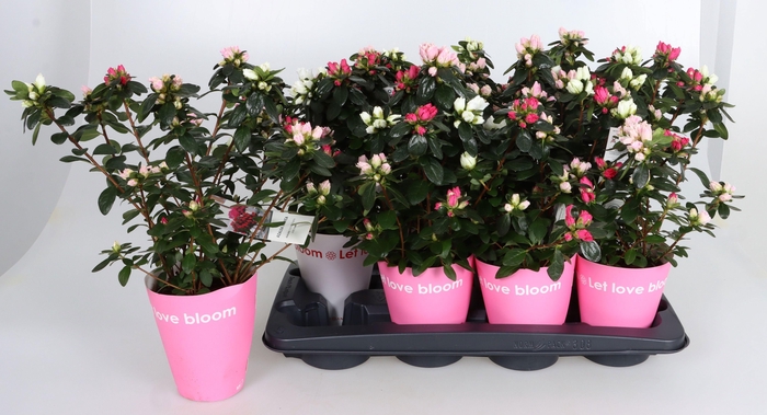 <h4>RHODO SI GEM</h4>