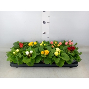 Primula ac.   ...mix