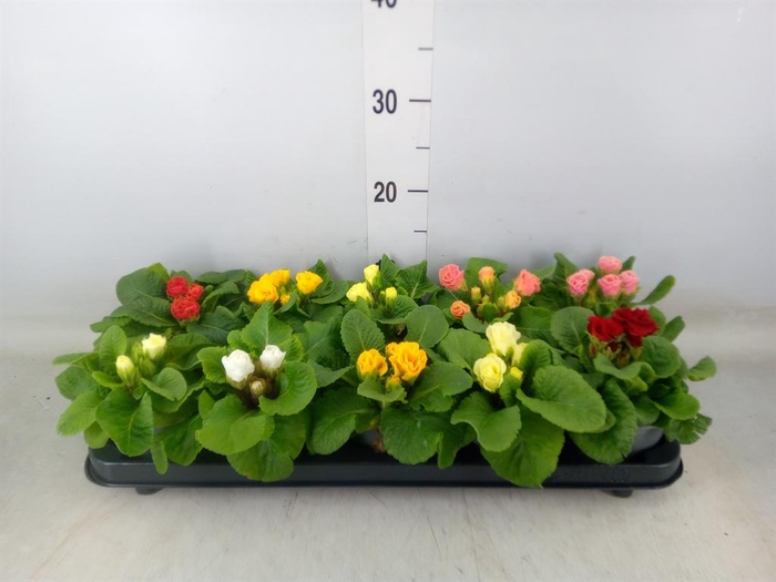 <h4>Primula ac.   ...mix</h4>