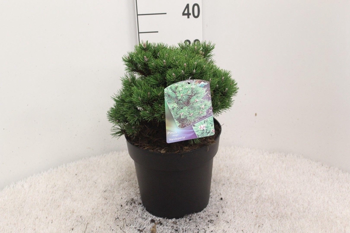 <h4>Pinus mugo 'Heideperle' P24 potgekweekt</h4>
