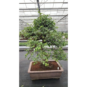 Zelkova parvifolia, pot 50 cm., height 90cm (single item)