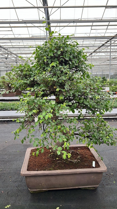 <h4>Zelkova parvifolia, pot 50 cm., height 90cm (single item)</h4>