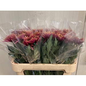 CHR G TULA SHARLETTA