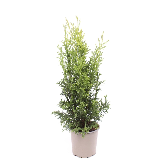 Chamaecyparis Robusta