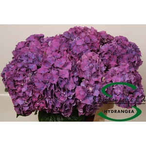 HORT RODEO DARK PURPLE