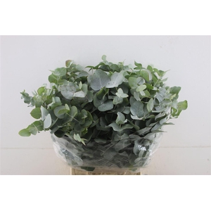 Euc Cinerea Short