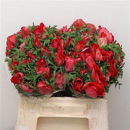 <h4>Anem Mistral Red Super</h4>