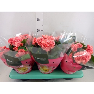 Begonia elat. DU 'Borias'