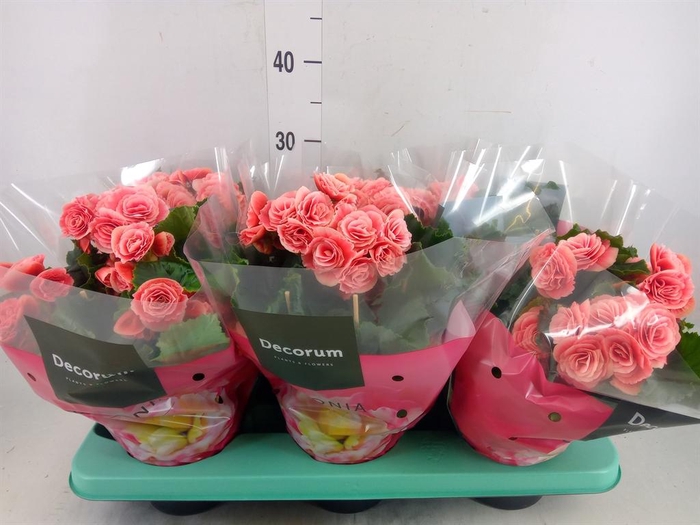 <h4>Begonia elat. DU 'Borias'</h4>