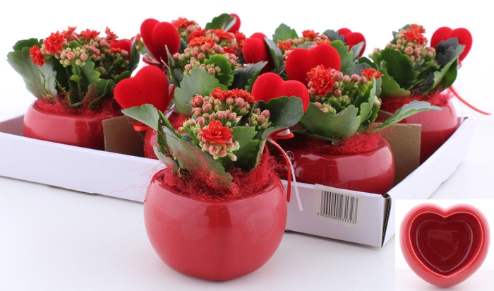 <h4>ARR KALANCHOE</h4>