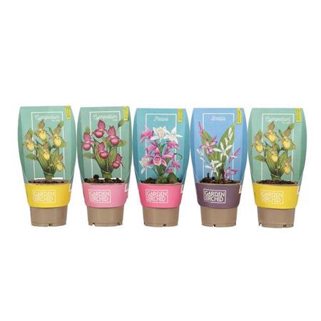 <h4>Phal Garden Orchid 3+ Mix</h4>