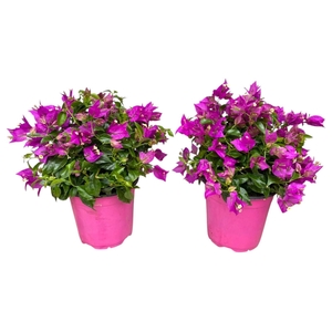 Bougainvillea Sanderiana struik