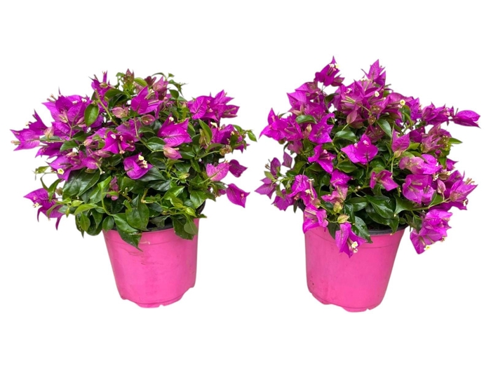 <h4>Bougainvillea Sanderiana struik</h4>