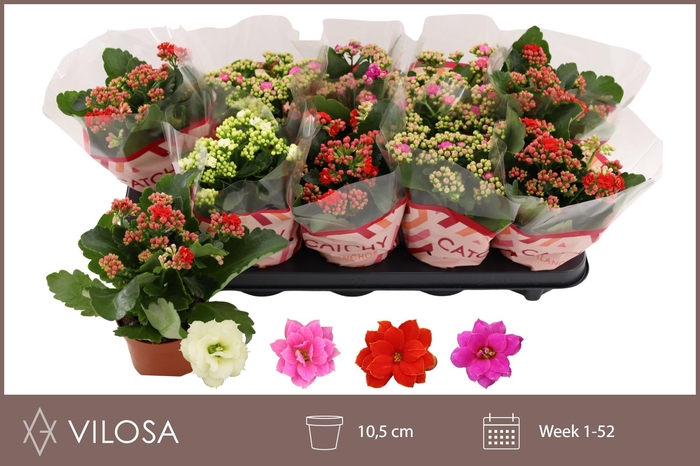 <h4>KAL GE GEM 4 KL</h4>